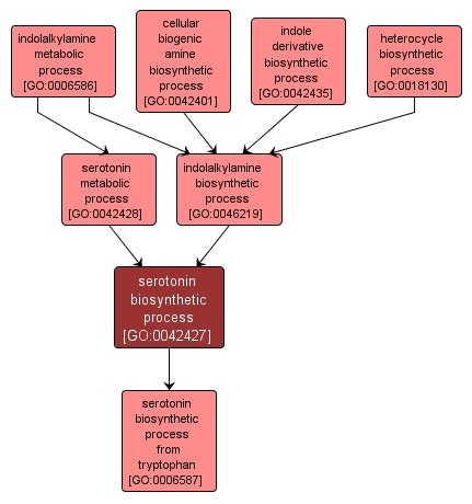 GO:0042427 - serotonin biosynthetic process (interactive image map)