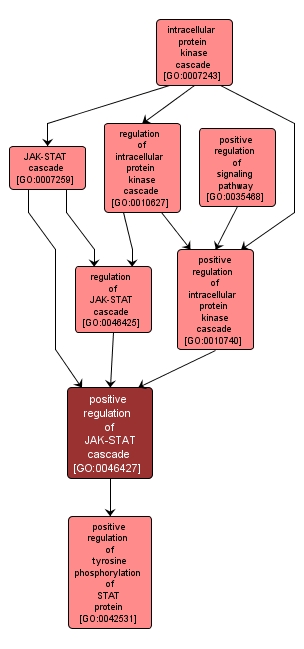 GO:0046427 - positive regulation of JAK-STAT cascade (interactive image map)