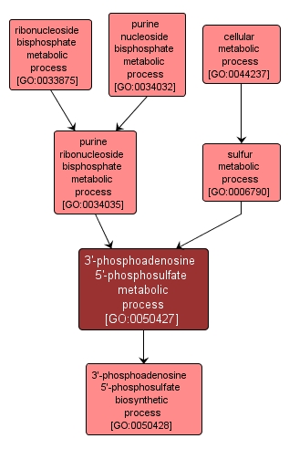 GO:0050427 - 3'-phosphoadenosine 5'-phosphosulfate metabolic process (interactive image map)