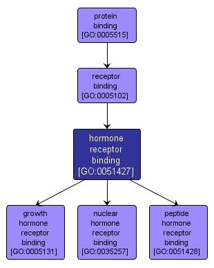 GO:0051427 - hormone receptor binding (interactive image map)
