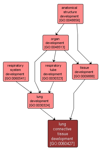 GO:0060427 - lung connective tissue development (interactive image map)