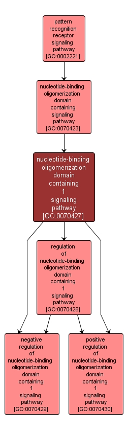 GO:0070427 - nucleotide-binding oligomerization domain containing 1 signaling pathway (interactive image map)