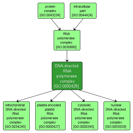 GO:0000428 - DNA-directed RNA polymerase complex (interactive image map)