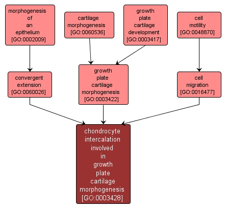 GO:0003428 - chondrocyte intercalation involved in growth plate cartilage morphogenesis (interactive image map)