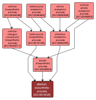 GO:0019428 - allantoin biosynthetic process (interactive image map)