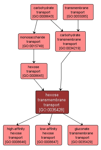 GO:0035428 - hexose transmembrane transport (interactive image map)