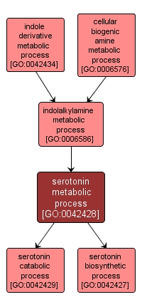 GO:0042428 - serotonin metabolic process (interactive image map)