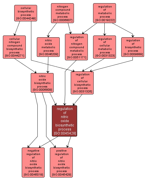 GO:0045428 - regulation of nitric oxide biosynthetic process (interactive image map)