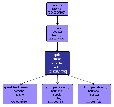 GO:0051428 - peptide hormone receptor binding (interactive image map)