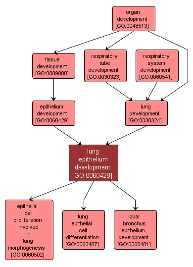 GO:0060428 - lung epithelium development (interactive image map)