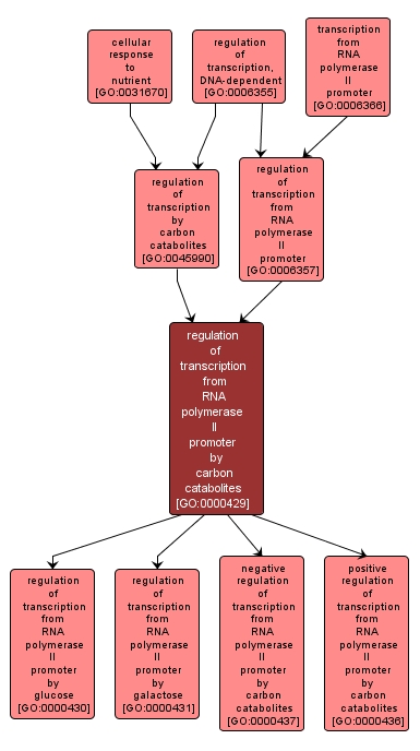 GO:0000429 - regulation of transcription from RNA polymerase II promoter by carbon catabolites (interactive image map)