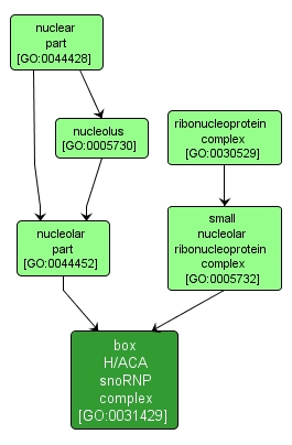 GO:0031429 - box H/ACA snoRNP complex (interactive image map)