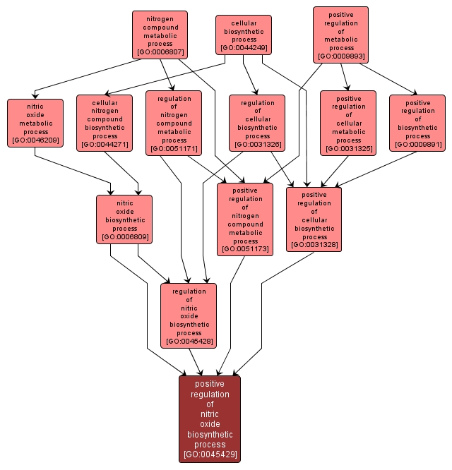 GO:0045429 - positive regulation of nitric oxide biosynthetic process (interactive image map)