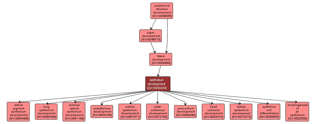 GO:0060429 - epithelium development (interactive image map)