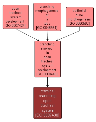 GO:0007430 - terminal branching, open tracheal system (interactive image map)