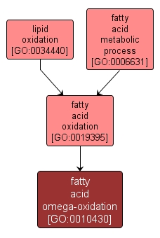 GO:0010430 - fatty acid omega-oxidation (interactive image map)