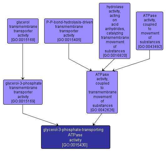 GO:0015430 - glycerol-3-phosphate-transporting ATPase activity (interactive image map)
