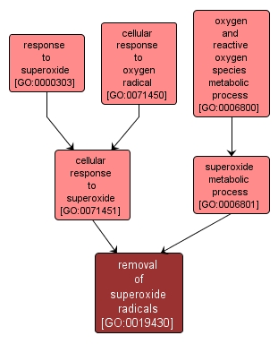 GO:0019430 - removal of superoxide radicals (interactive image map)