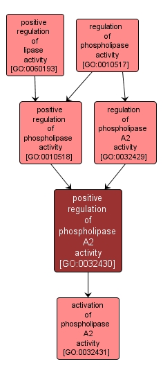 GO:0032430 - positive regulation of phospholipase A2 activity (interactive image map)