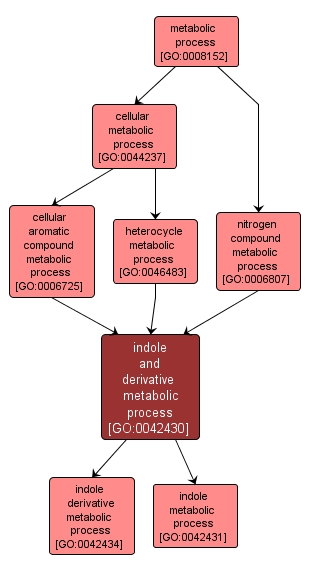 GO:0042430 - indole and derivative metabolic process (interactive image map)