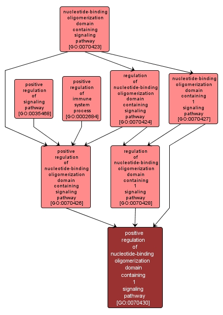 GO:0070430 - positive regulation of nucleotide-binding oligomerization domain containing 1 signaling pathway (interactive image map)