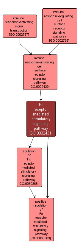 GO:0002431 - Fc receptor mediated stimulatory signaling pathway (interactive image map)