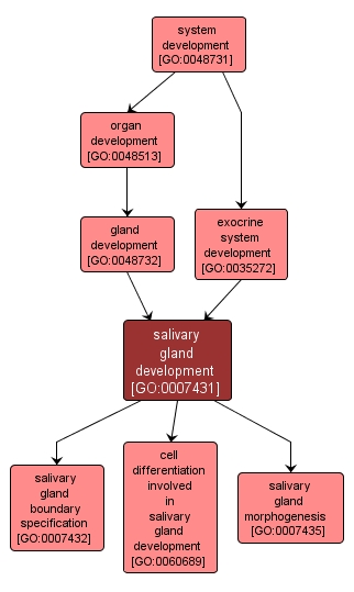GO:0007431 - salivary gland development (interactive image map)
