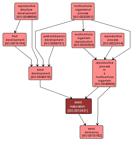 GO:0010431 - seed maturation (interactive image map)