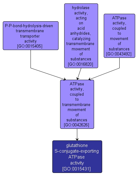 GO:0015431 - glutathione S-conjugate-exporting ATPase activity (interactive image map)