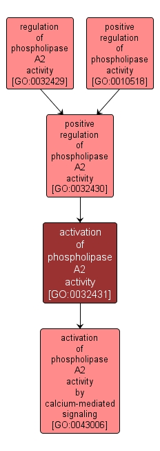 GO:0032431 - activation of phospholipase A2 activity (interactive image map)