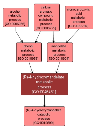 GO:0046431 - (R)-4-hydroxymandelate metabolic process (interactive image map)