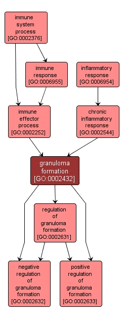 GO:0002432 - granuloma formation (interactive image map)