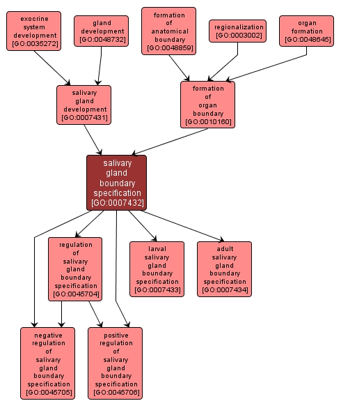 GO:0007432 - salivary gland boundary specification (interactive image map)