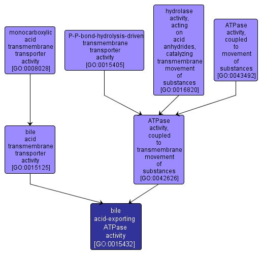 GO:0015432 - bile acid-exporting ATPase activity (interactive image map)