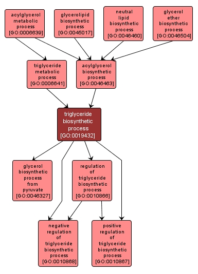 GO:0019432 - triglyceride biosynthetic process (interactive image map)