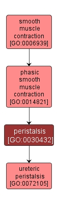 GO:0030432 - peristalsis (interactive image map)
