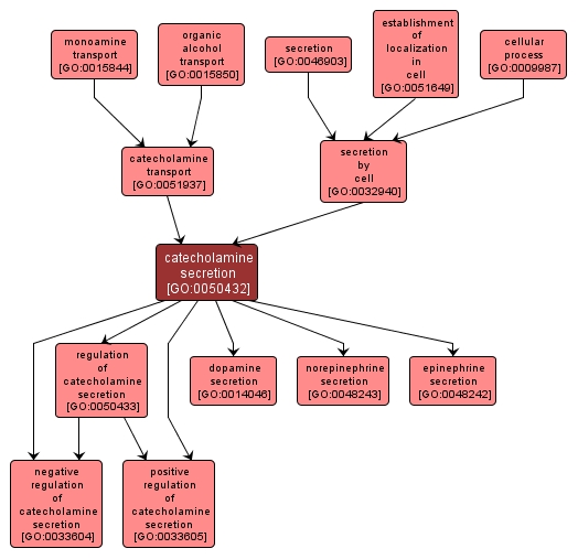 GO:0050432 - catecholamine secretion (interactive image map)