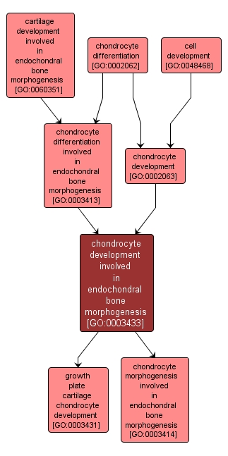 GO:0003433 - chondrocyte development involved in endochondral bone morphogenesis (interactive image map)