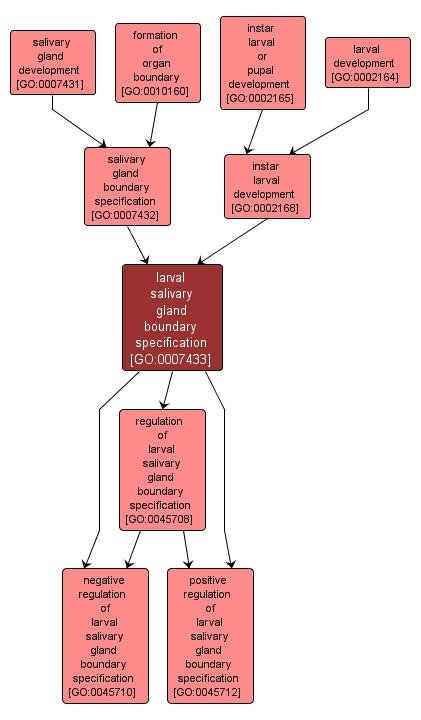 GO:0007433 - larval salivary gland boundary specification (interactive image map)