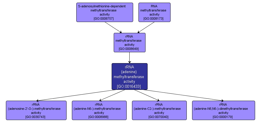 GO:0016433 - rRNA (adenine) methyltransferase activity (interactive image map)