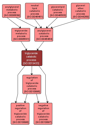 GO:0019433 - triglyceride catabolic process (interactive image map)