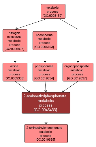 GO:0046433 - 2-aminoethylphosphonate metabolic process (interactive image map)