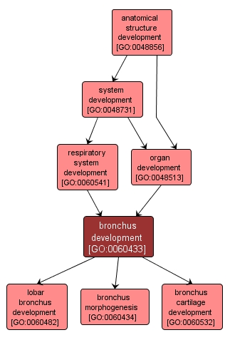 GO:0060433 - bronchus development (interactive image map)