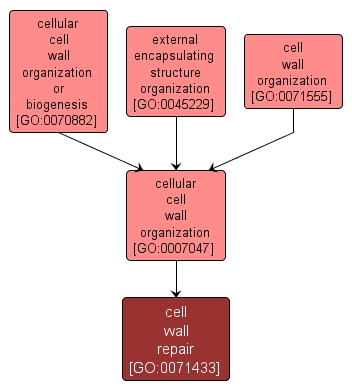 GO:0071433 - cell wall repair (interactive image map)
