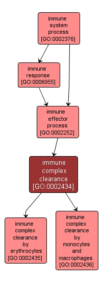 GO:0002434 - immune complex clearance (interactive image map)