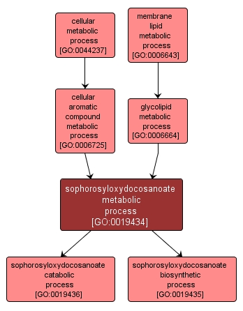 GO:0019434 - sophorosyloxydocosanoate metabolic process (interactive image map)