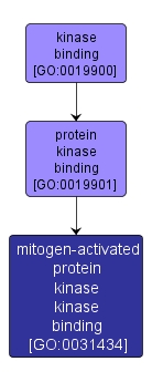GO:0031434 - mitogen-activated protein kinase kinase binding (interactive image map)