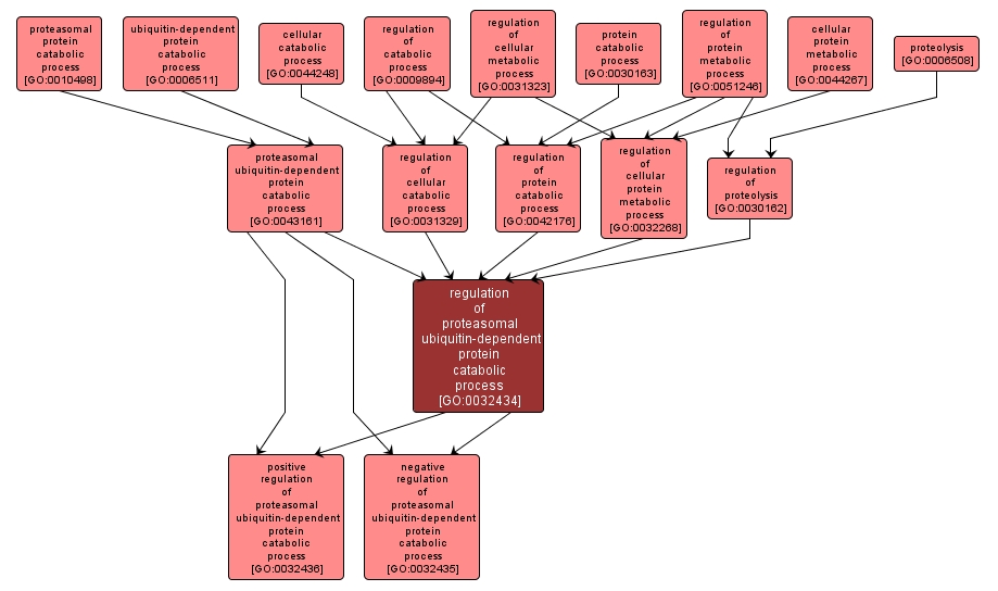 GO:0032434 - regulation of proteasomal ubiquitin-dependent protein catabolic process (interactive image map)