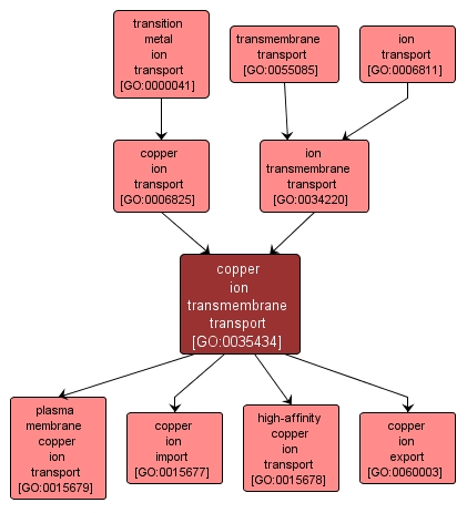 GO:0035434 - copper ion transmembrane transport (interactive image map)