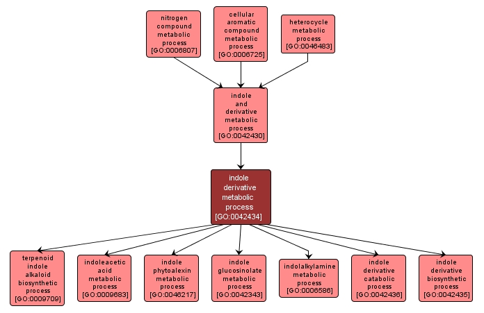 GO:0042434 - indole derivative metabolic process (interactive image map)